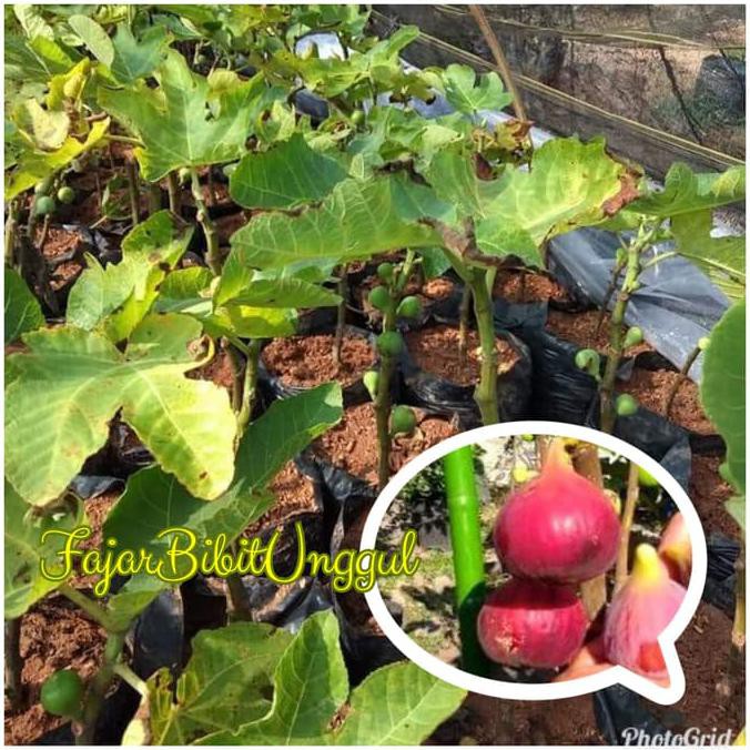 Terlaris Bibit Buah Tin Merah Jumbo Berbuah #_*