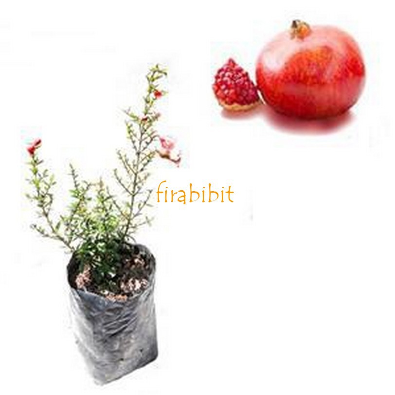 

Delima Mini Merah