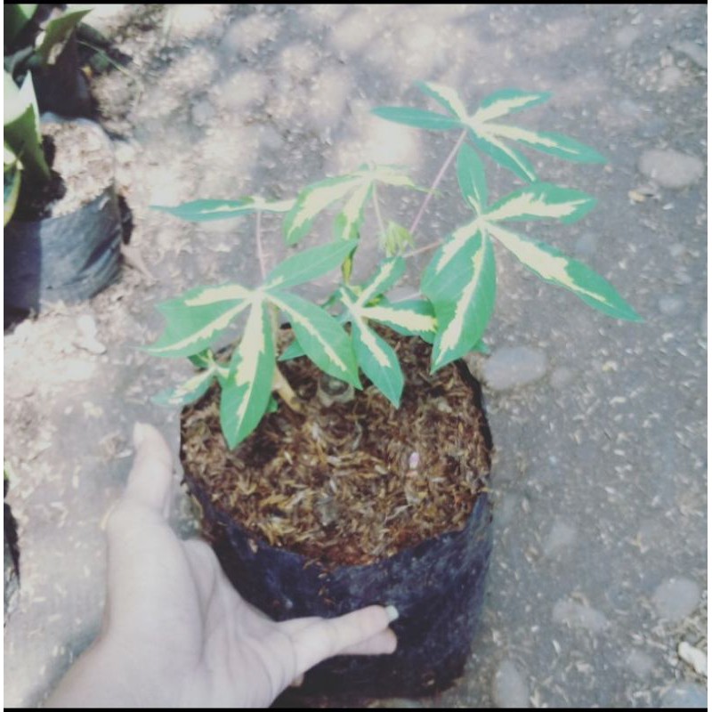 tanaman singkong variegata - pohon singkong variegata - singkong hias - tanaman variegata