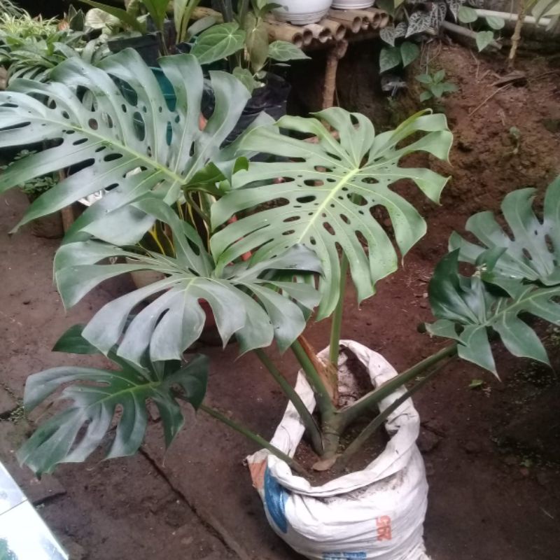 monstera jumbo