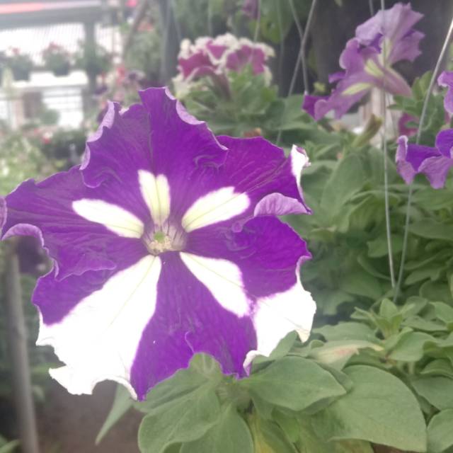 bunga gantung petunia