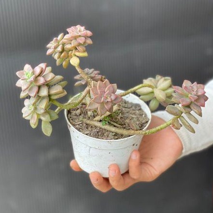 Sukulen Bronze Bonsai