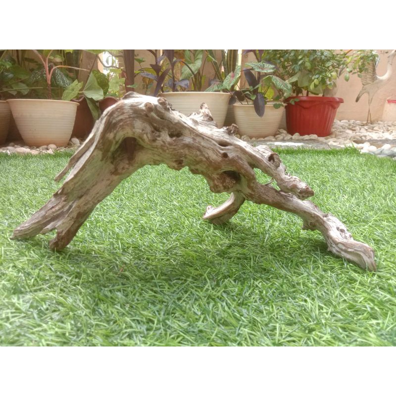 Kayu Stigi karang/Laut grade A