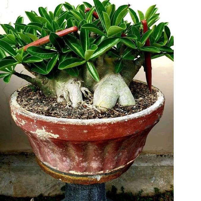 Special Price 11.11 PREMIUM SEED ADENIUM | SEED SULTAN | BIJI ADENIUM GODJI | RAYSH ADENIUM | SEED I