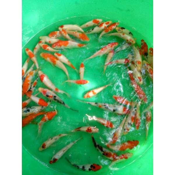 ikan hias koi warna
