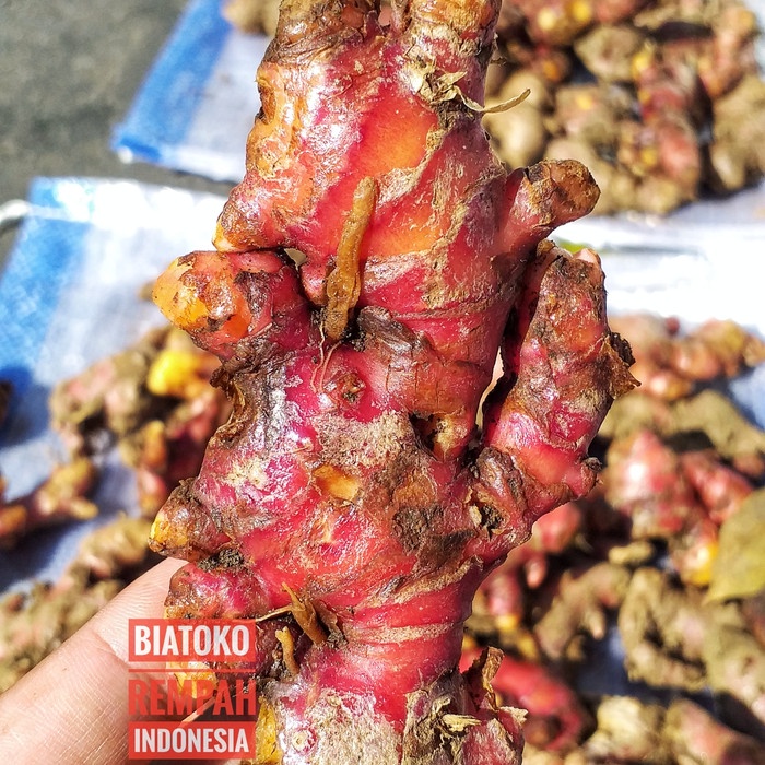 

TRADISIONALMINUMAN- JAHE MERAH KUALITAS SUPER. 1KG -MINUMAN-TRADISIONAL.