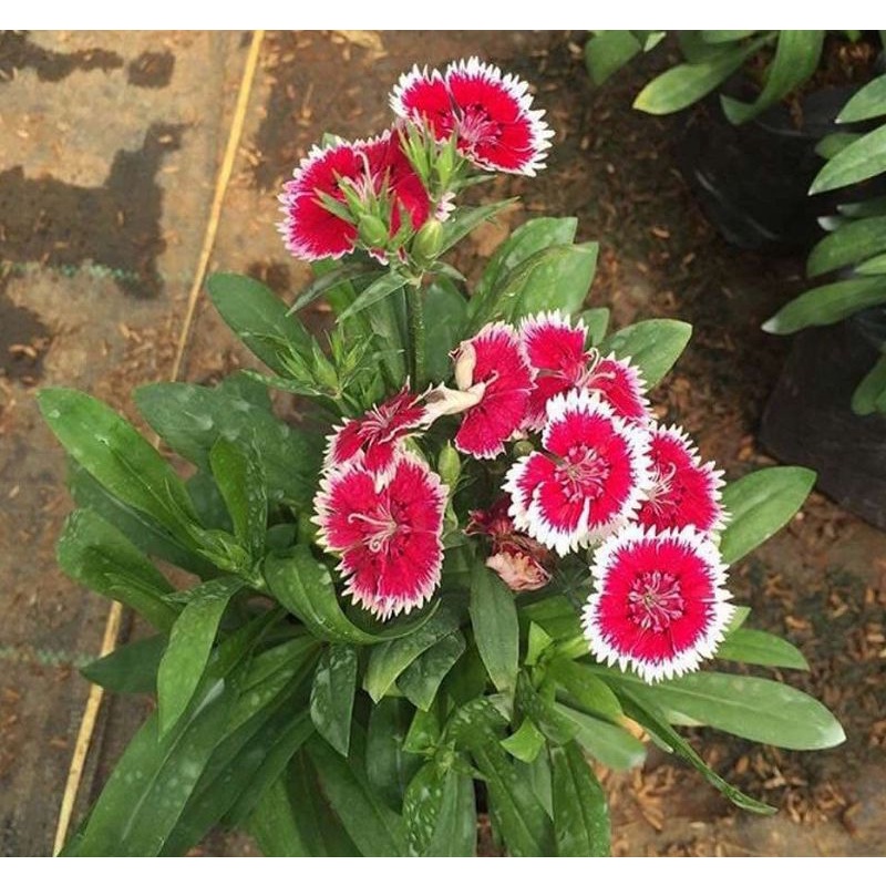 bunga anyelir/dianthus merah rim putih/lingkar putih