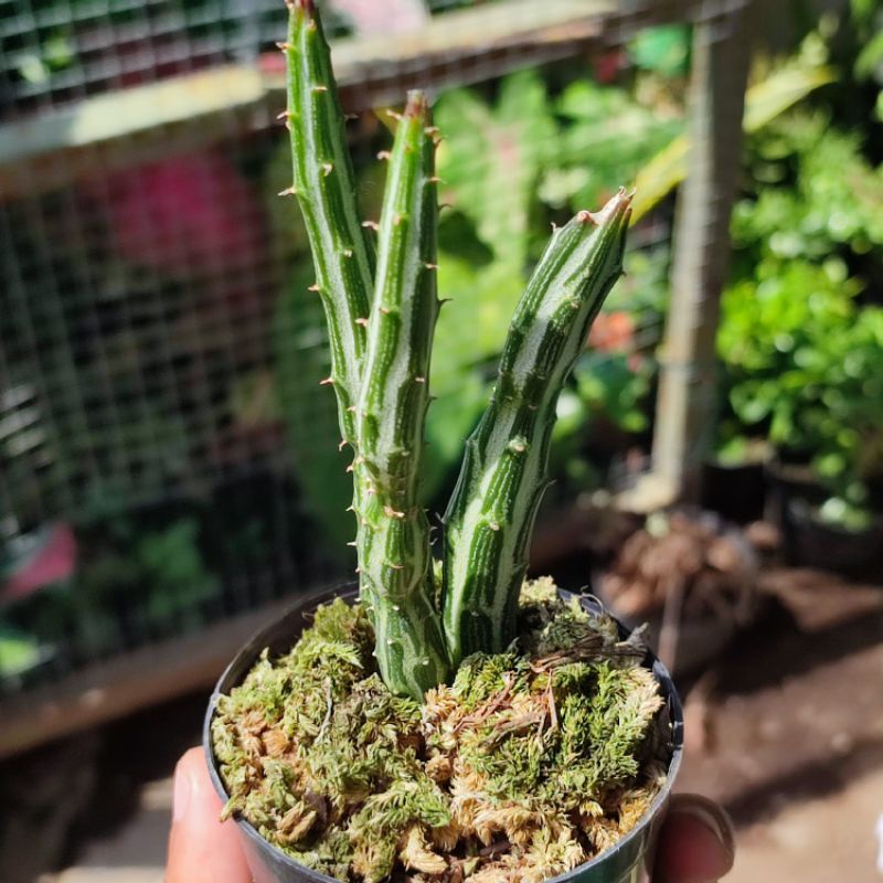 Kaktus Pensil Senecio Stapeliiformis unik