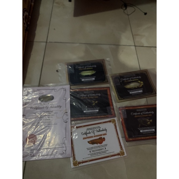 SERTIFIKAT IKAN ARWANA GREENPINO. BANJAR RED. GOLDEN RED