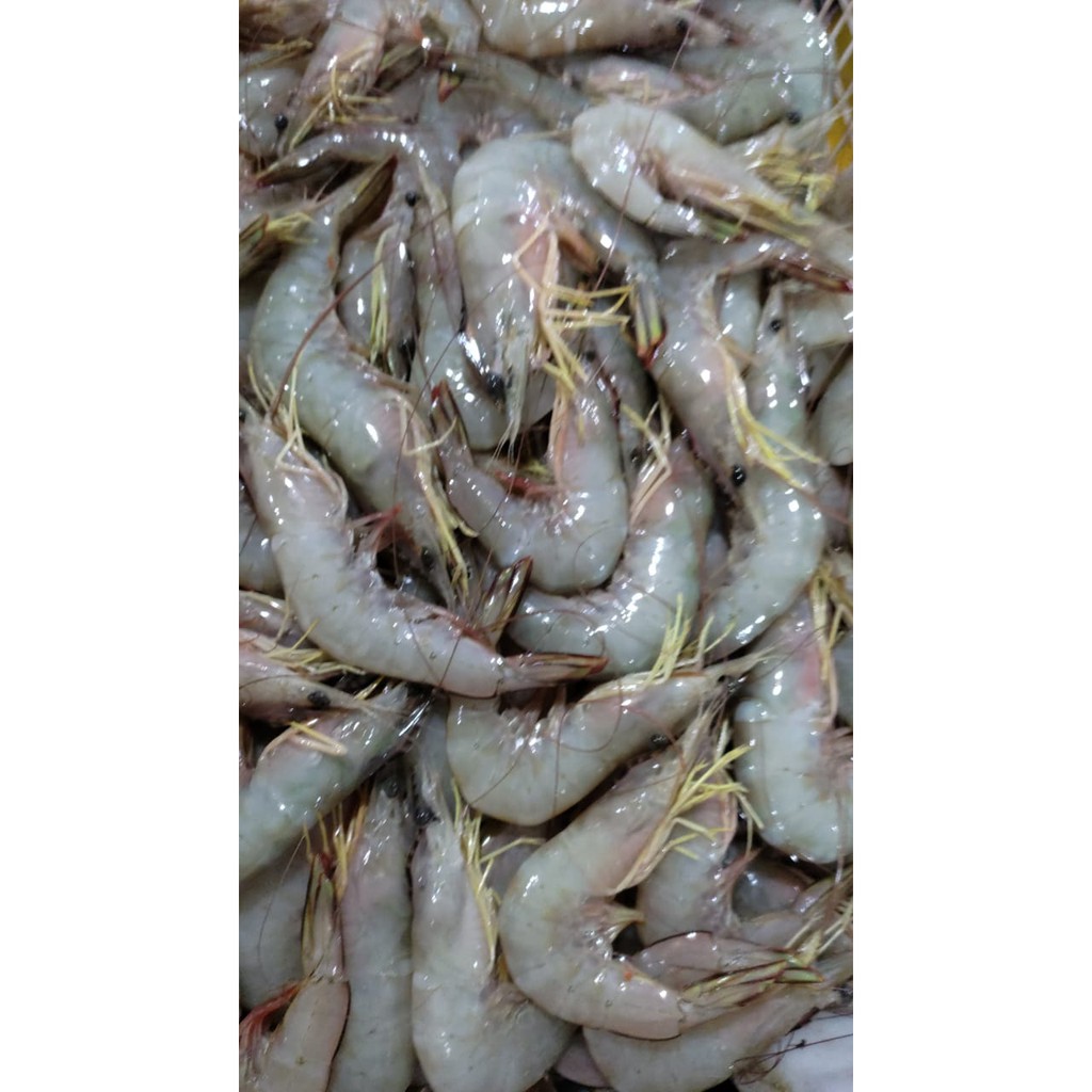 

Udang Size 20 - 1 Kg