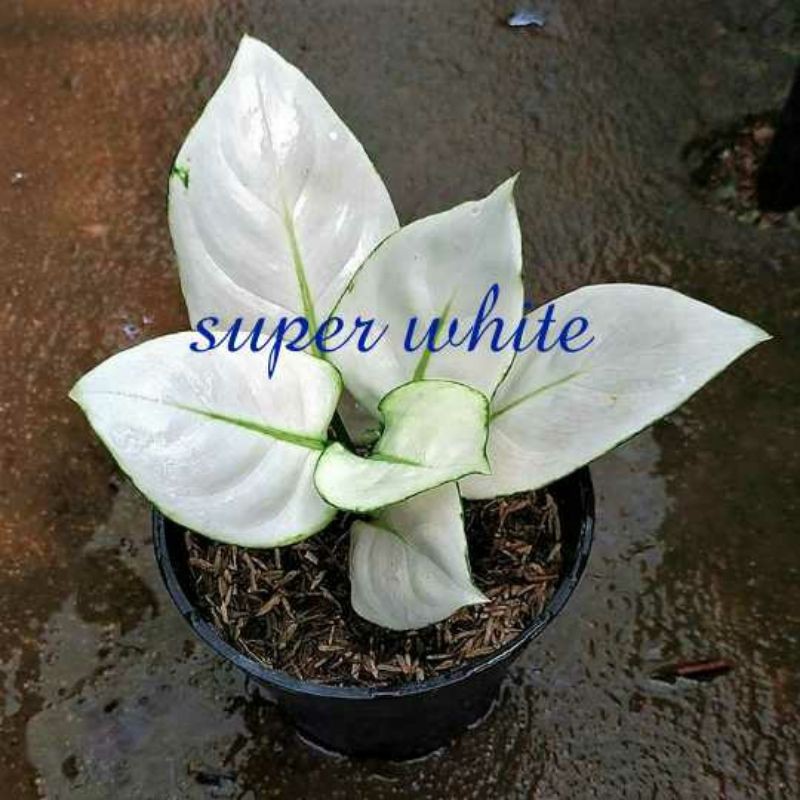 benih aglonema super white