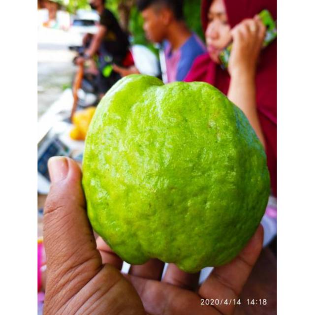 

Jambu Kristal