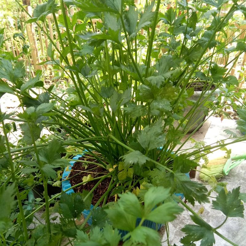 

Daun Seledri