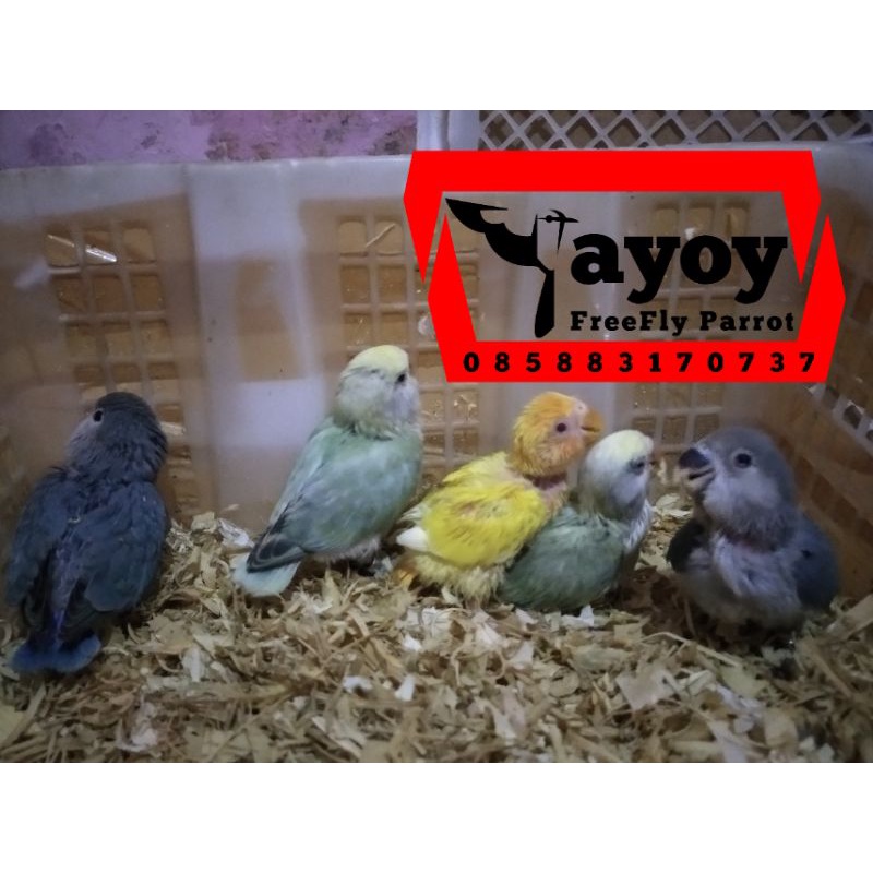 anakan burung jinak lovebird non klep lolohan spet