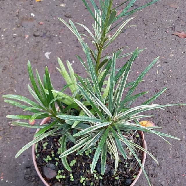 Bahan Bonsai Lohansung Variegata Impor Langka