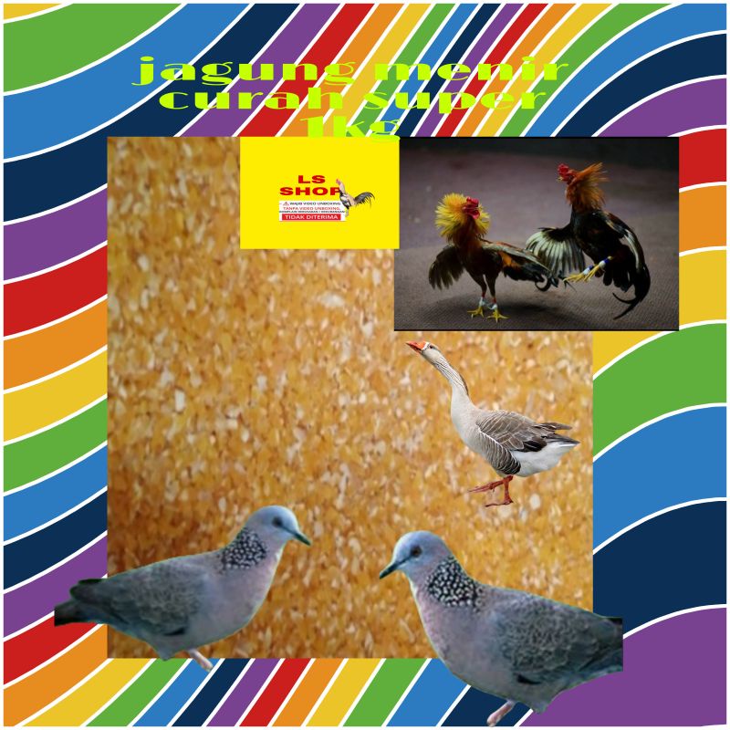 1kg jagung menir curah super bersih asli pakan ayam burung bebek tekukur puter angsa asli ori jagung pilihan