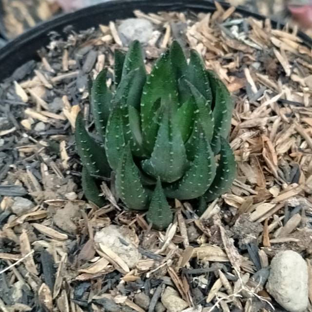 Sekulen haworthia coklat unik