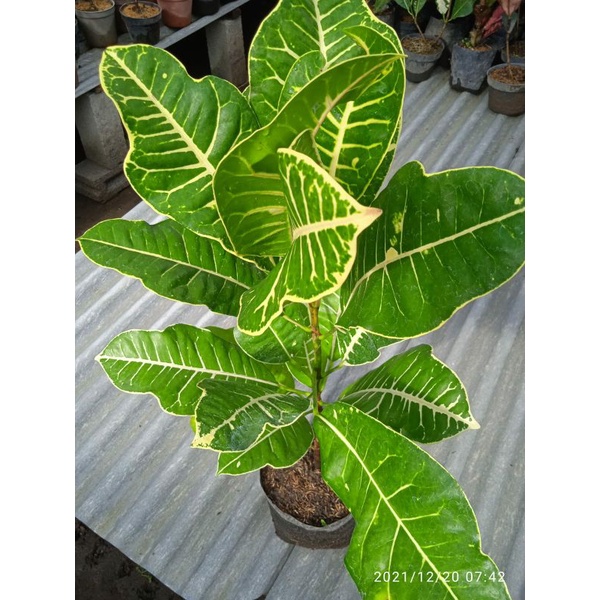 tanaman hias bunga puring langka bunga puring prety women