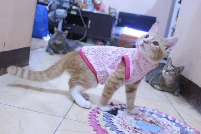 Baju rajut ala korea warna pink untuk kucing dan anjing / baju kucing murah size S M L XL