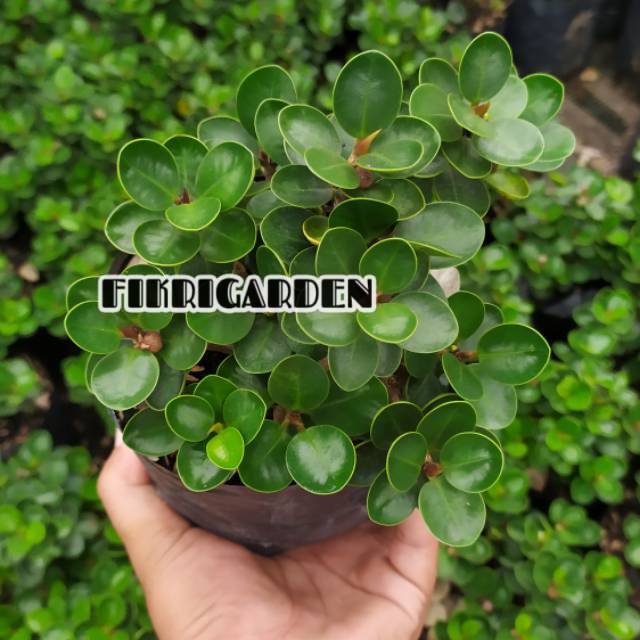 PROMO Beringin mangkok hybrid