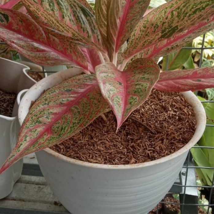 Tanaman Aglonema Legaci Jumbo