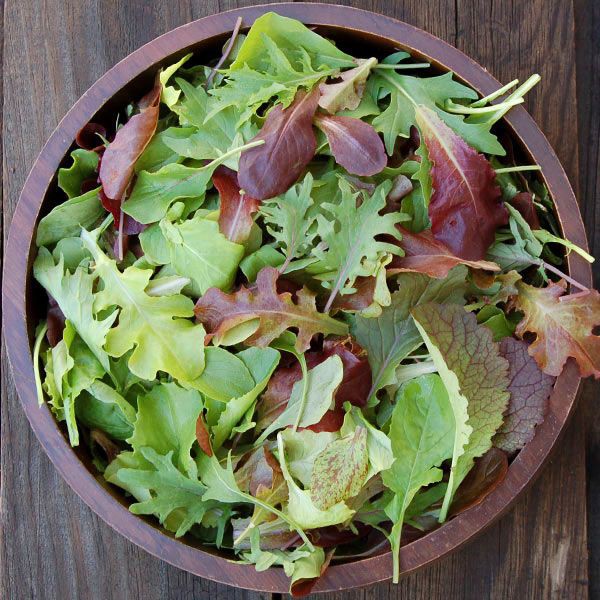 Benih Bibit Biji - Mesclun Mix Baby Salad Leaves Seeds - IMPORT