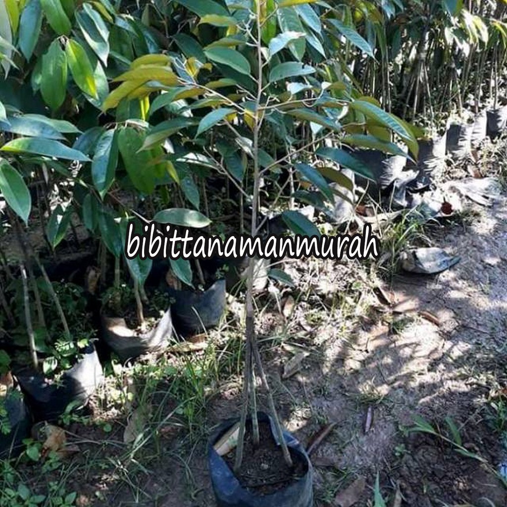 Bibit durian montong kaki 3 super