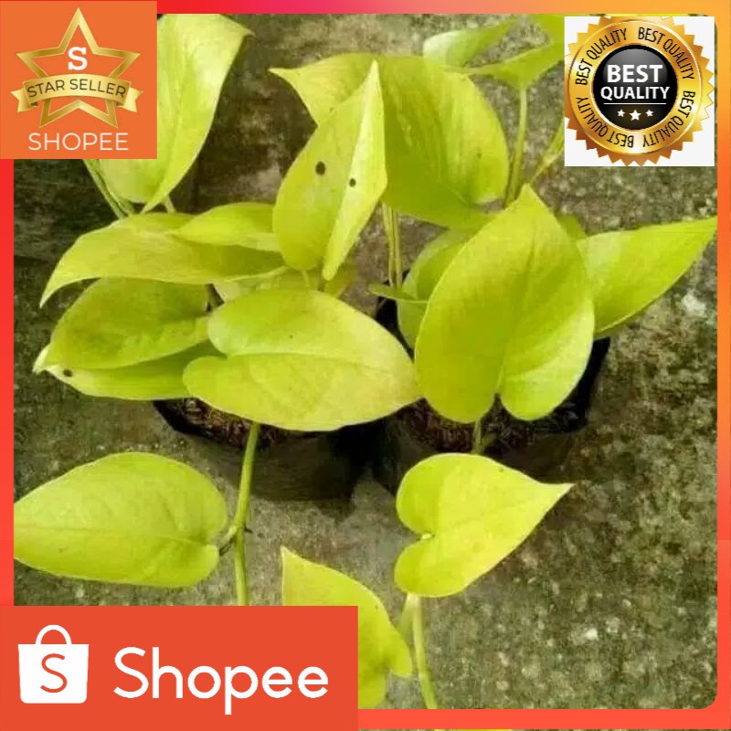 tanaman hias sirih gading lemon/ sirih gading love