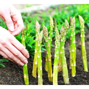 Benih Bibit Biji - Asparagus Varietas Hijau Green F1 Seeds - IMPORT BISA COD-0