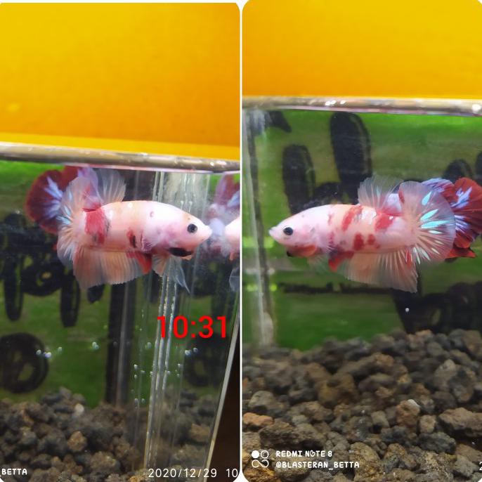 Terlaris Ikan Cupang Nemo Galaxy Multicolour