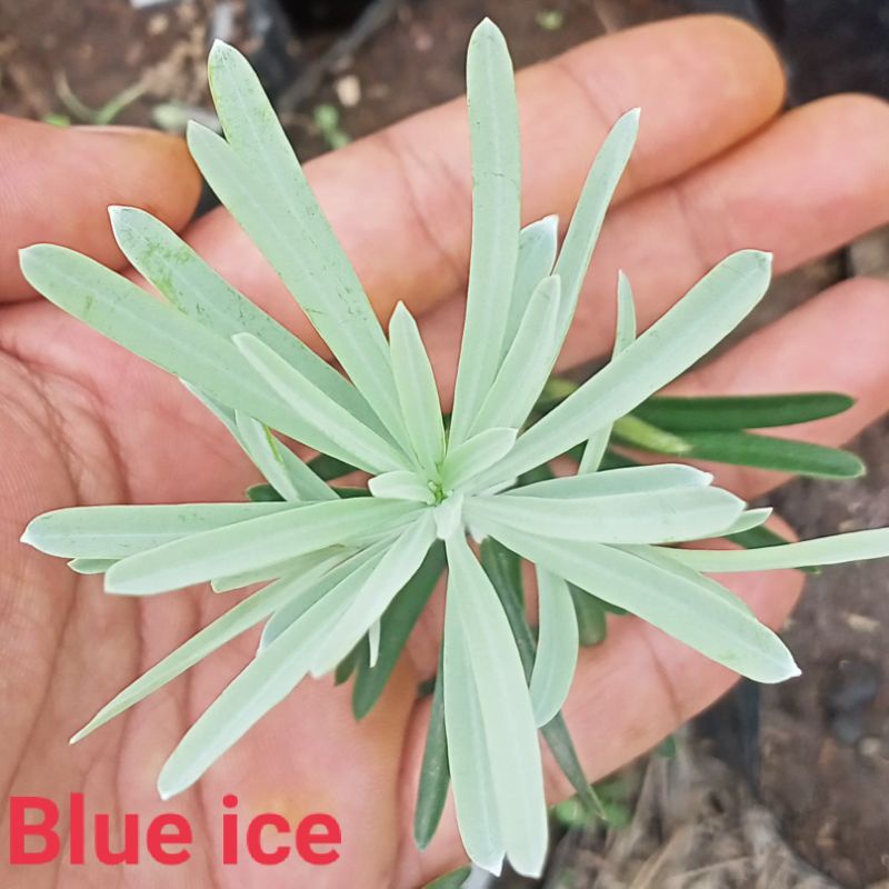 Bibit Lohansung blue ice