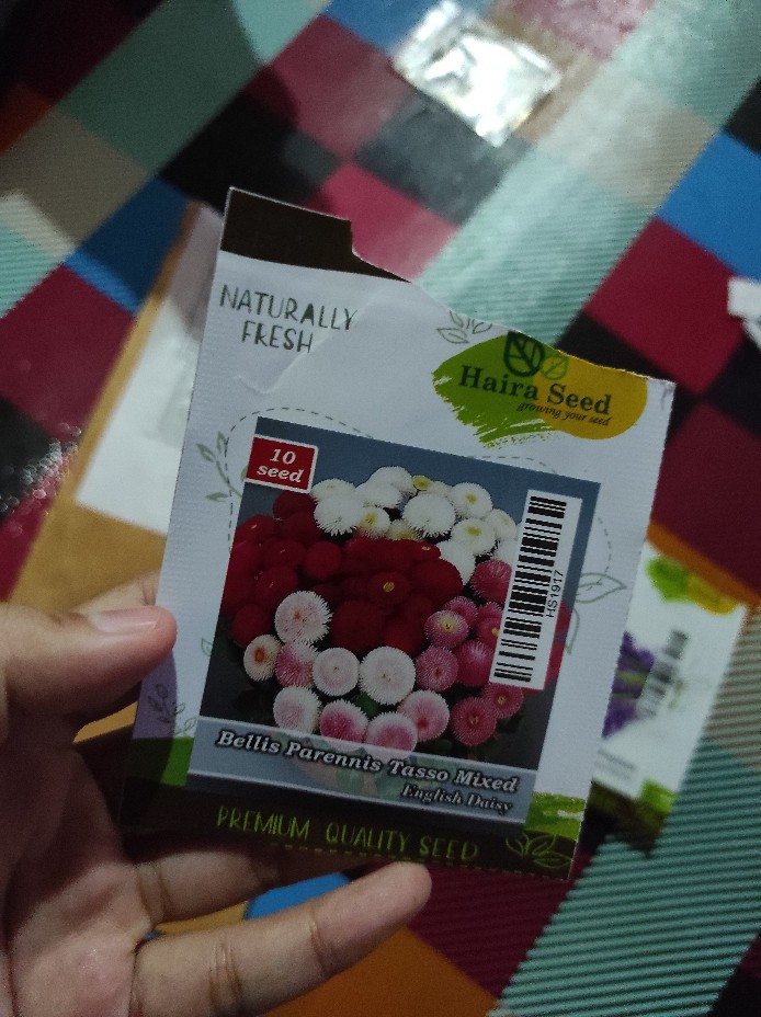 Benih Unggul Bunga Daisy Bellis Tasso Mix Haira Seed Bibit Cantik & Langka Viral 10 Biji