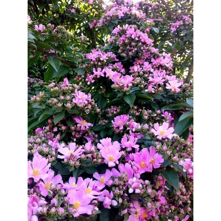 Tanaman Pereskia grandifolia ora pro nobis