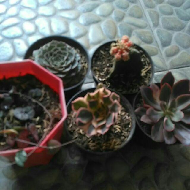 Paket Tanaman Hias Sukulen Sekulen Medium Random