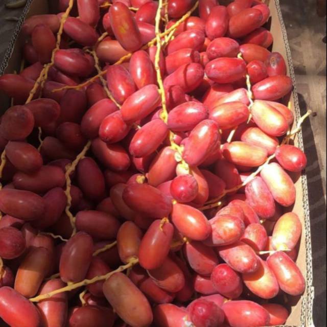 

kurma muda fresh segar untuk program hamil