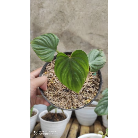 philodendron plowmanii & plowmani black face