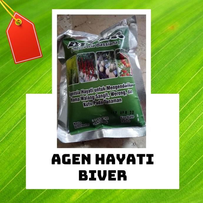 Insektisida Hayati Beauveria Bassiana Biver