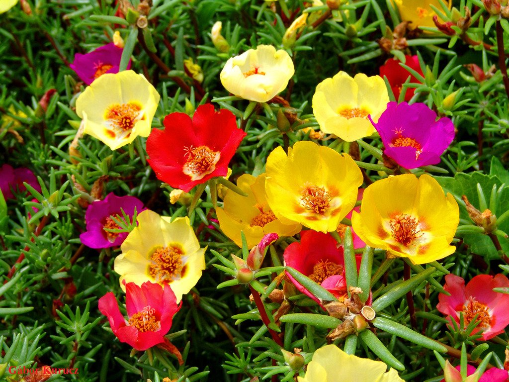 Benih Bunga Moss Rose Seed Mixed / Bunga Krokot Mawar Warna Warni