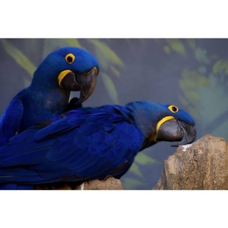 Jual Telur Burung Macaw Hyacinth Biru Telur Fertil Untuk Di Tetaskan
