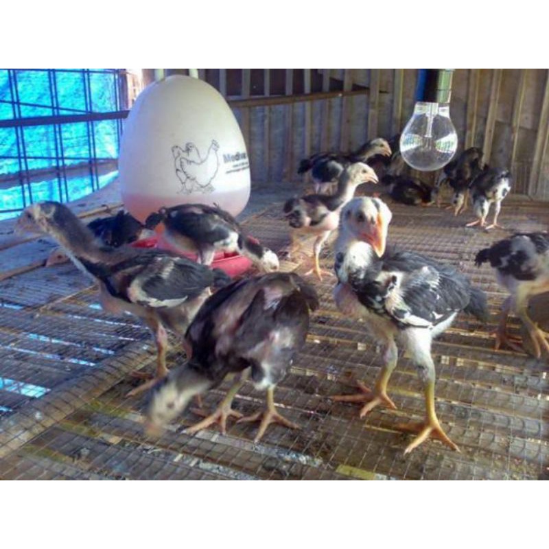 Ayam pakhoy asli usia 2bulan