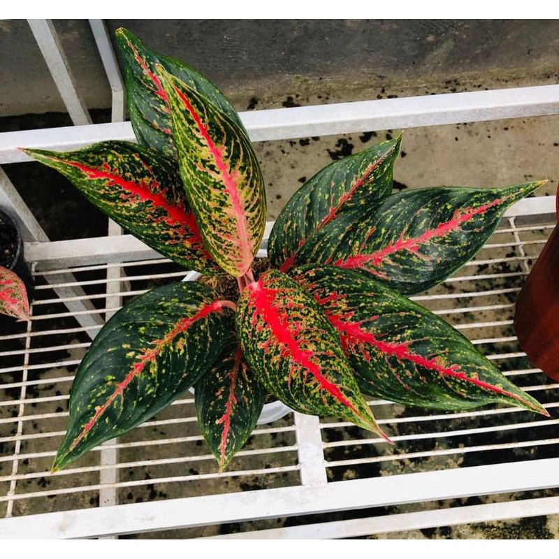 Aglonema Hot Lady Indukan realpic kode KD