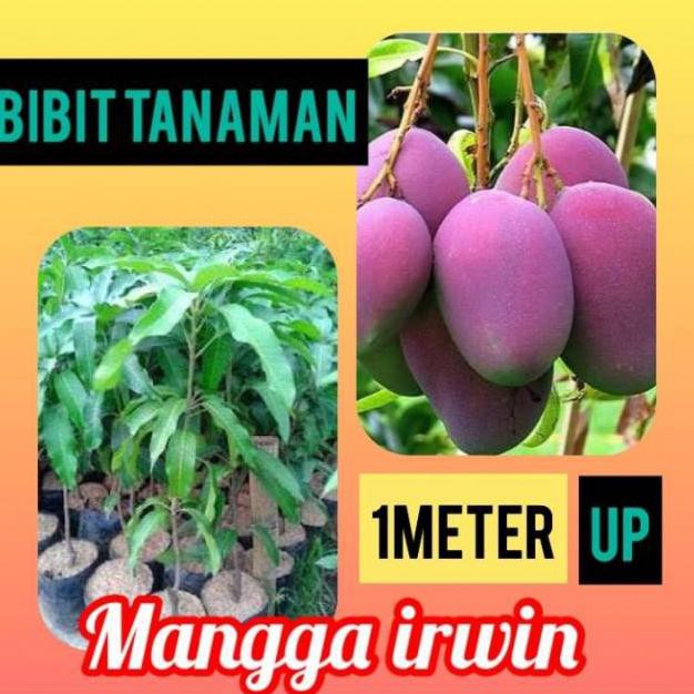BIBIT MANGGA IRWIN 1 METER UP B3H