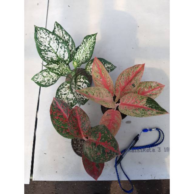 PAKET HIJAU AGLAONEMA / AGLONEMA MURMER