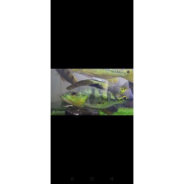 Hiasan Akuarium Peacock Bass Monoculus Good Marking