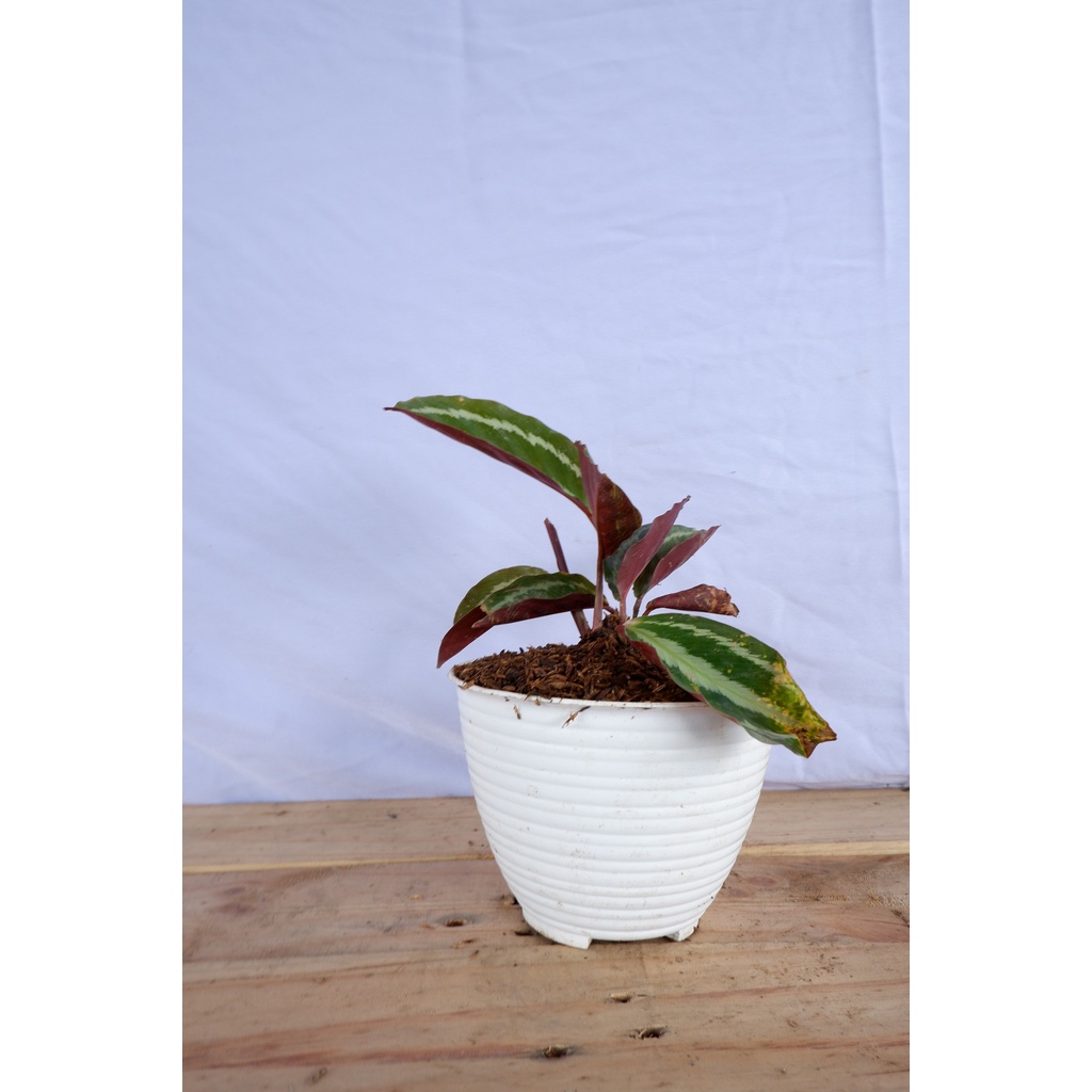 Calathea Silver Back - Tanaman Daun