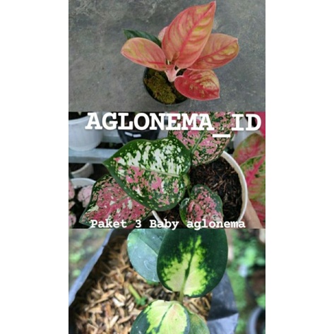 Aglonema sultan brunei,aglonema tri colour,aglonema romantic love paket 3 baby aglonema