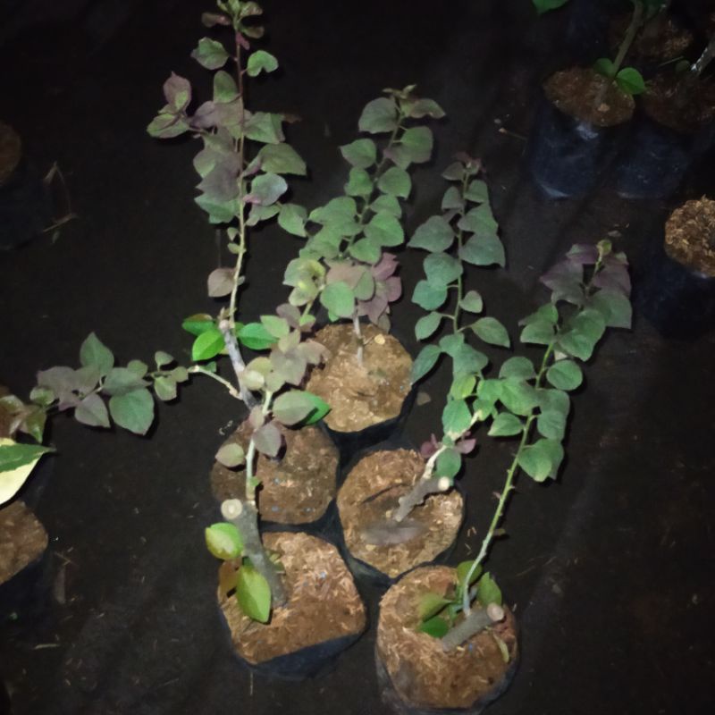 bibit bougenville black maria