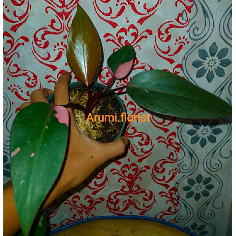 (Real Pict) Philodendron Pink Princess - Marble - Galaxy