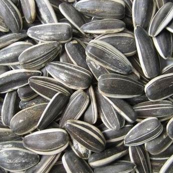 

1 kg Kuaci Biji Bunga Matahari Rasa Asin / Original