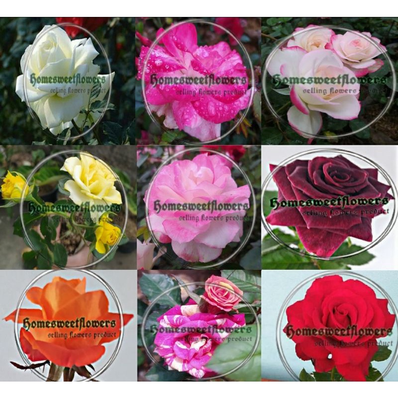 TANAMAN HIDUP BUNGA MAWAR SUPER WANGI WARNA RANDOM , SOFT IMPORT ROSE FLOWERS,  (CUCI GUDANG)